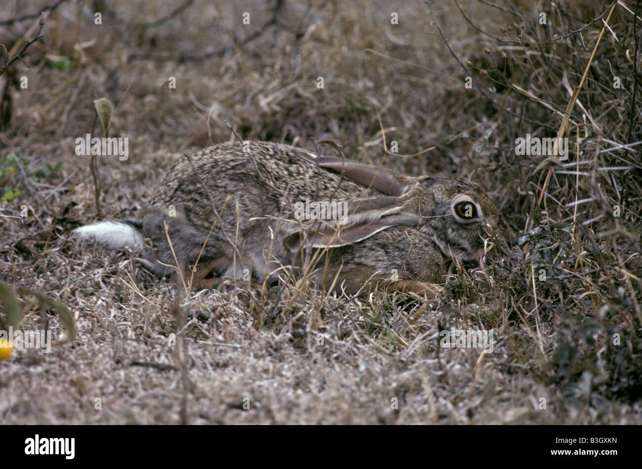 Lievre Brun braun Hase Lepus Europaeus erwachsenen Tier Europa Europe Querformat Säugetier Säugetiere Nagetiere einzelne Tier Stockfoto