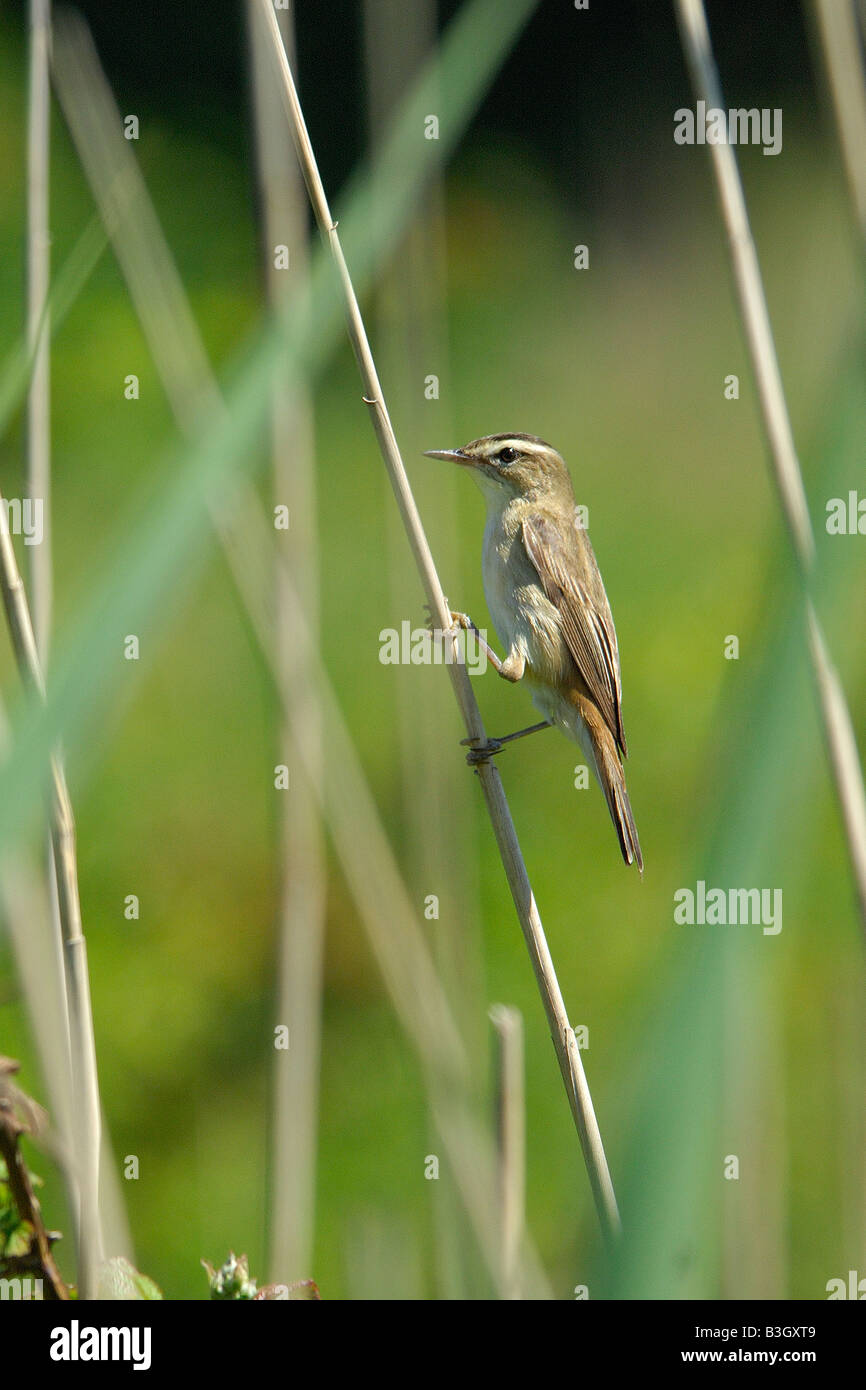 Sedge Warbler Acrocephalus Schoenobaenus bedenklich festhalten an einem dünnen Reed-Stiel Stockfoto