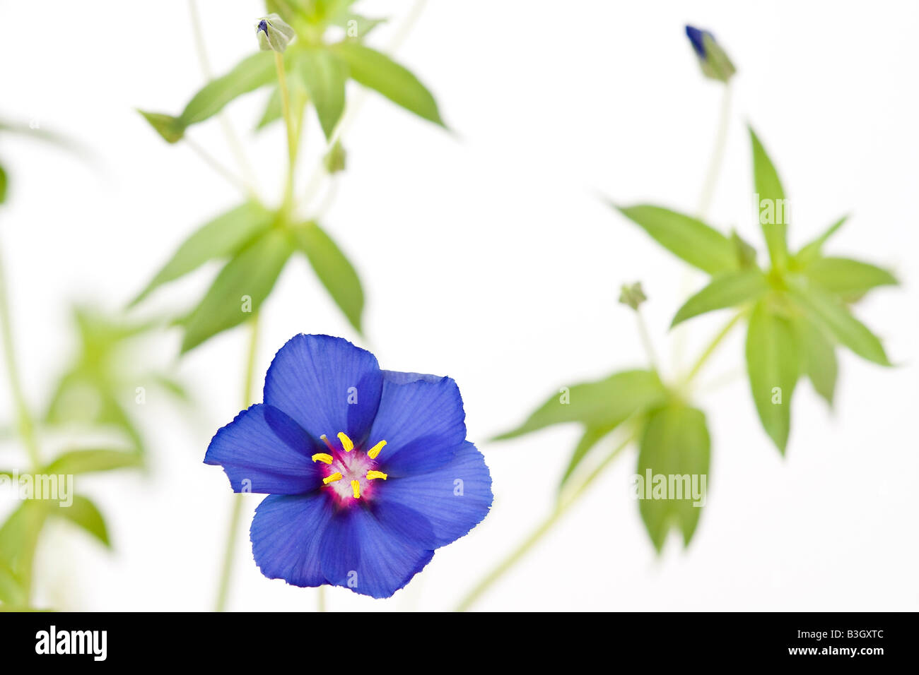 Die anagallis monellii kylover' oder Blau Pimpernel Pflanze in Blüte vor einem weißen Hintergrund Stockfoto