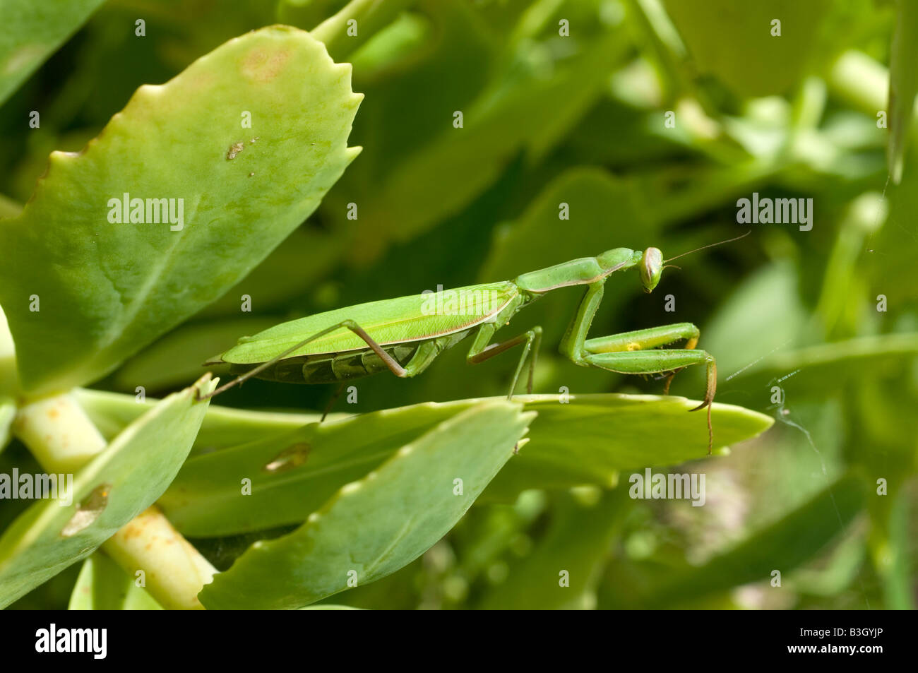 Europäische Gottesanbeterin (Mantis Religiosa) - versteckt im Garten Strauch, Frankreich. Stockfoto