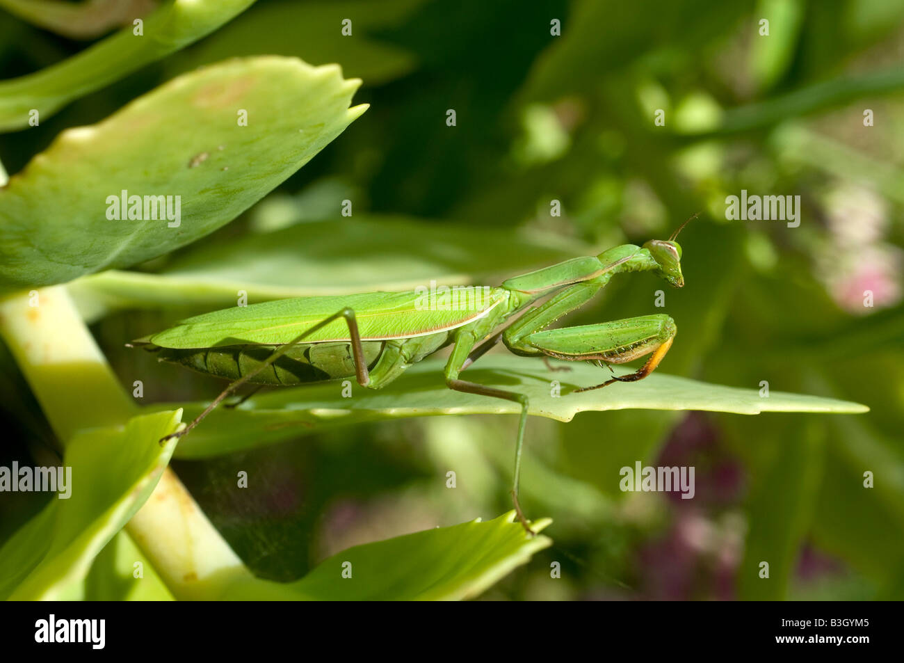 Europäische Gottesanbeterin (Mantis Religiosa) - versteckt im Garten Strauch, Frankreich. Stockfoto