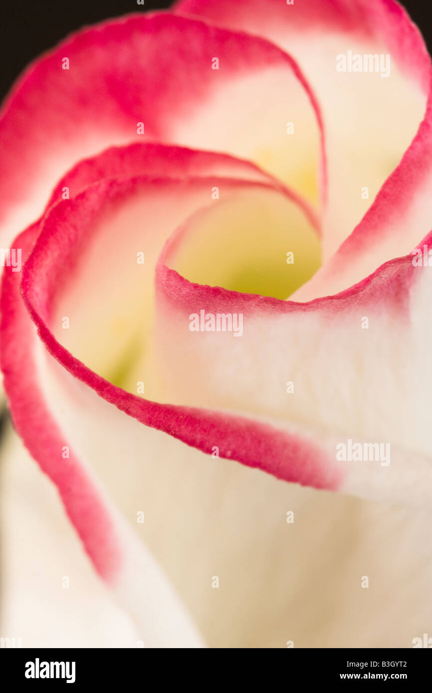 Rosa und weiße Lisianthus Blume vor schwarzem Hintergrund Stockfoto