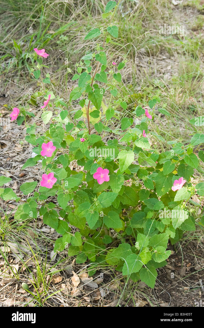 Texas-Sumpf-Malve Pavonia Lasiopetala 21 September Blume Malvaceae Stockfoto
