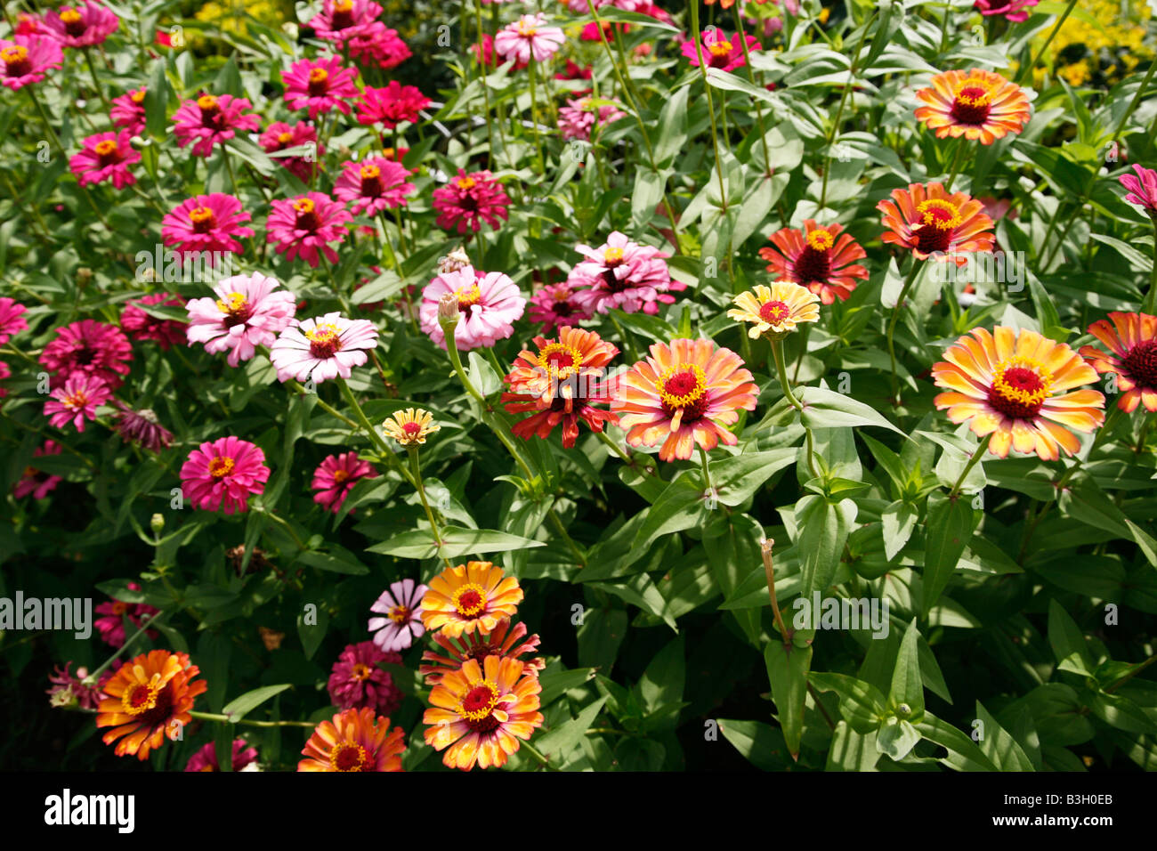 Ein Bett von Zinnia Blumen Stockfoto