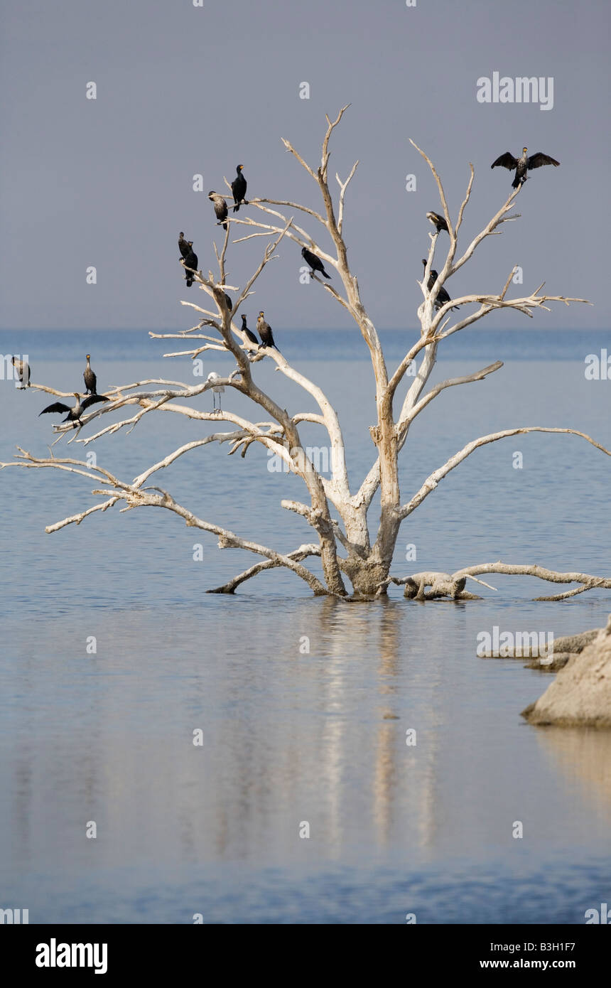 Double-Crested Cormorant (Phalacrocorax auritus) Barsch in der Nähe von Obsidian Butte auf eine Überschwemmung Salton Sea, Southern California Stockfoto