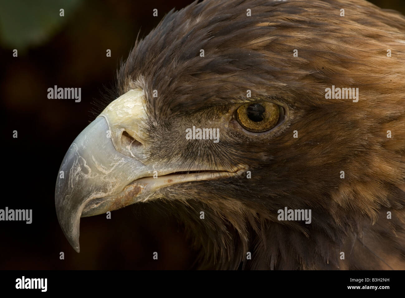 Steinadler (Aquila Chrysaetos) Porträt Captive - USA Stockfoto