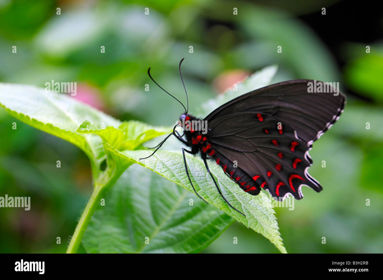 Einen schwarzen und roten Schmetterling auf einem Blatt Stockfoto