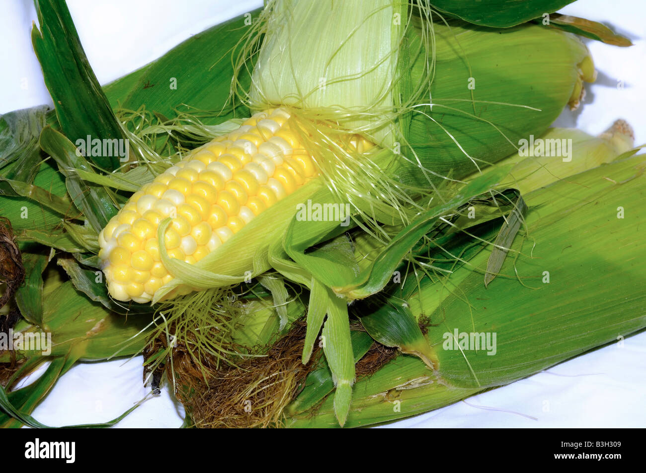Mais auf weißem Hintergrund Stockfoto