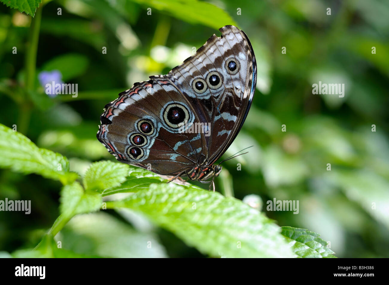 Eine blaue und schwarze Schmetterling auf einem Blatt Stockfoto
