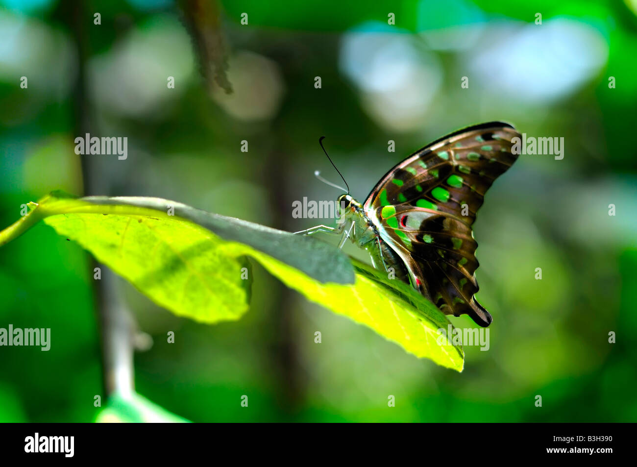Ein grüner und schwarzer Schmetterling auf einem Blatt Stockfoto