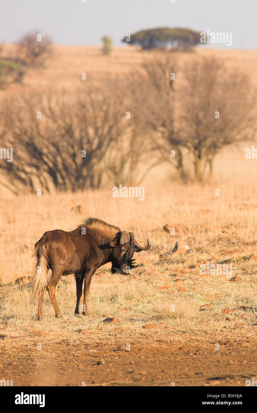 Schwarze Gnus, die in der Steppe Rietvlei Südafrika Winter Weiden Stockfoto