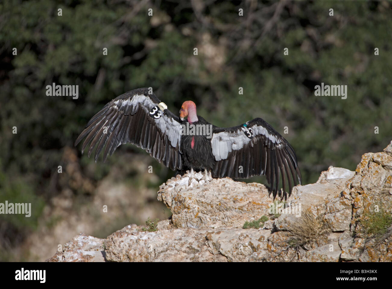 Kalifornien-Kondor (Gymnogyps Californianus) Sonnen am Rock - Arizona - USA - Artenschutz Stockfoto