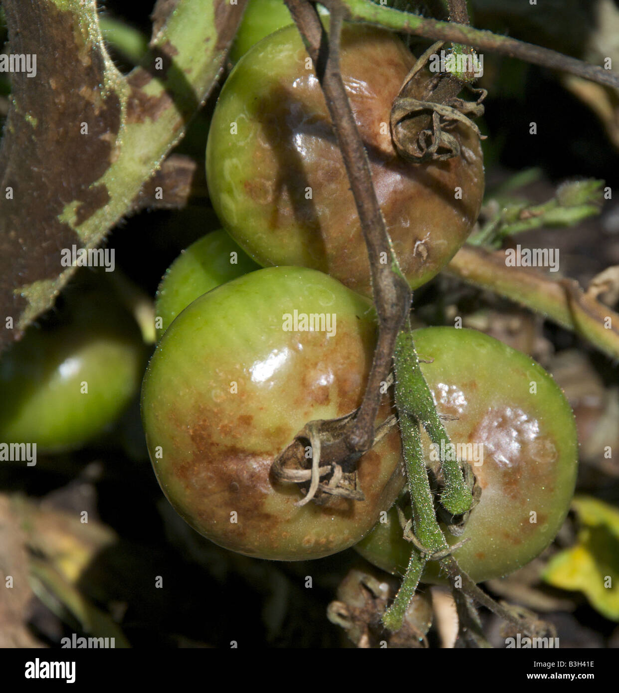 Tomaten und Knollenfäule verursacht durch den Pilz Phytophthora Infestans Devestates Tomaten und Kartoffeln ernten Stockfoto