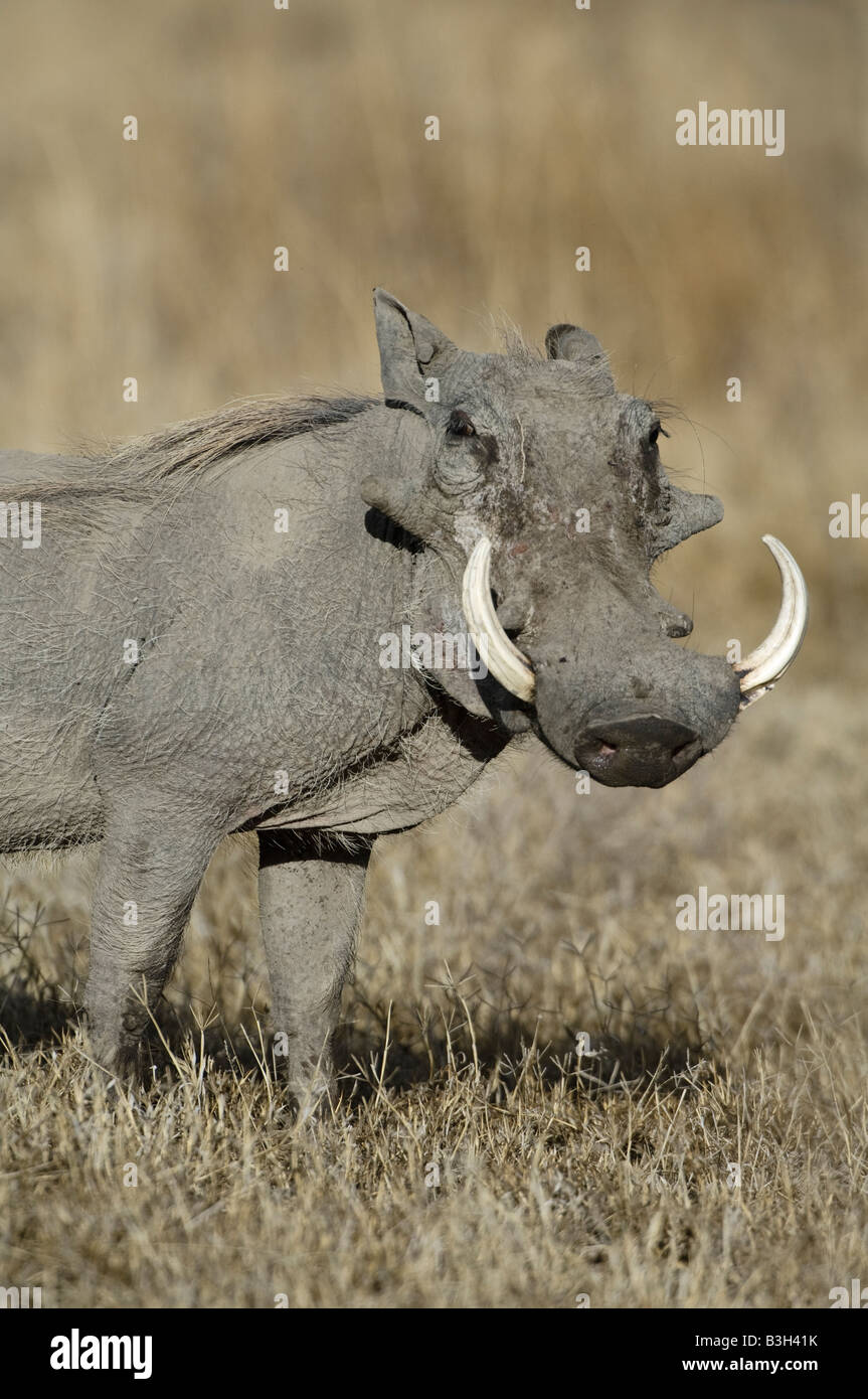 Männliche Warzenschwein mit großen Stoßzähnen Phacochoerus Africanus, Ndutu, Ngorongoro, Tansania Stockfoto