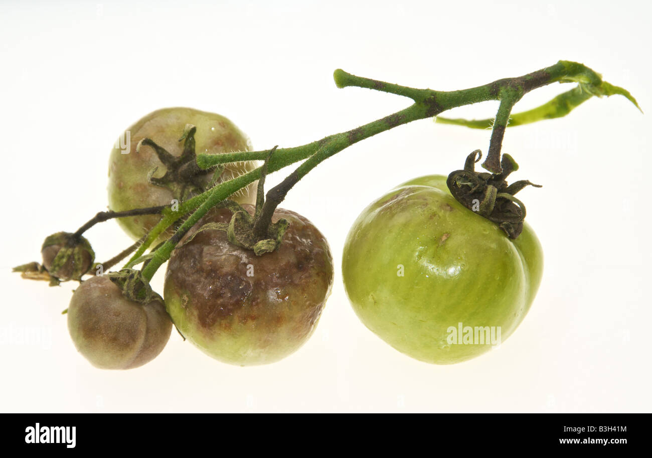 Tomaten und Knollenfäule verursacht durch den Pilz Phytophthora Infestans Devestates Tomaten und Kartoffeln ernten Stockfoto