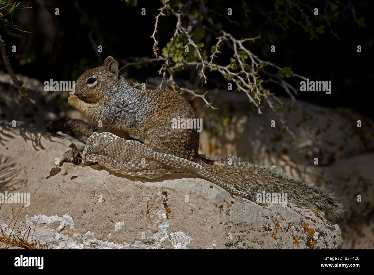 Rock-Eichhörnchen mit Snake Skin (Spermophilus Variegatus) Arizona USA Stockfoto