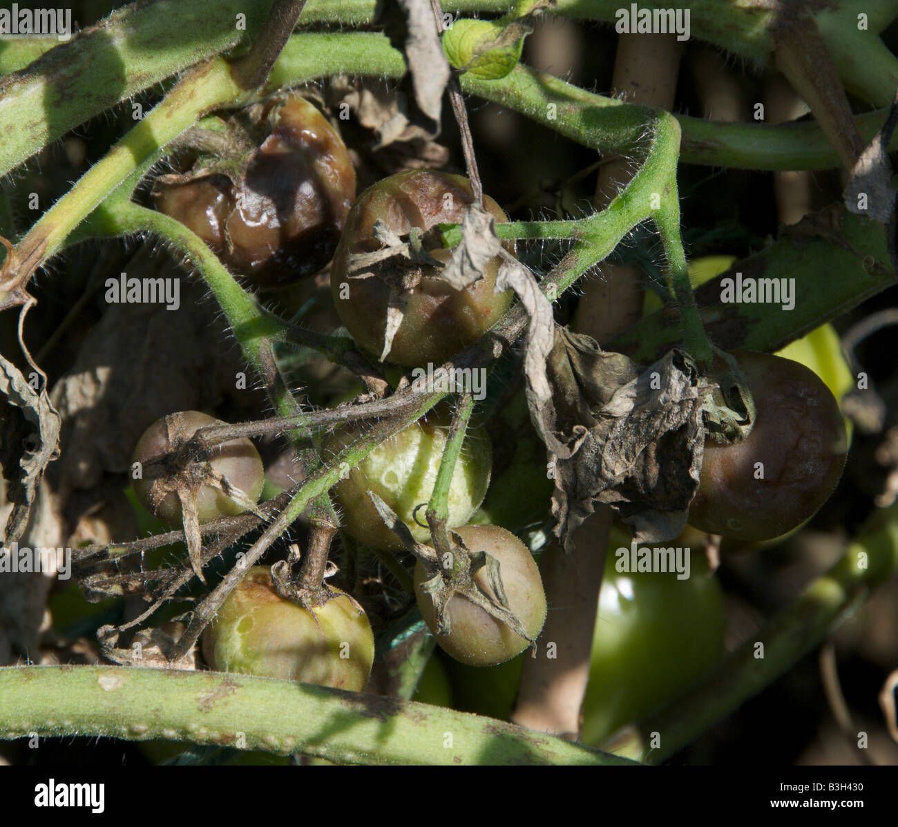 Tomaten und Knollenfäule verursacht durch den Pilz Phytophthora Infestans Devestates Tomaten und Kartoffeln ernten Stockfoto