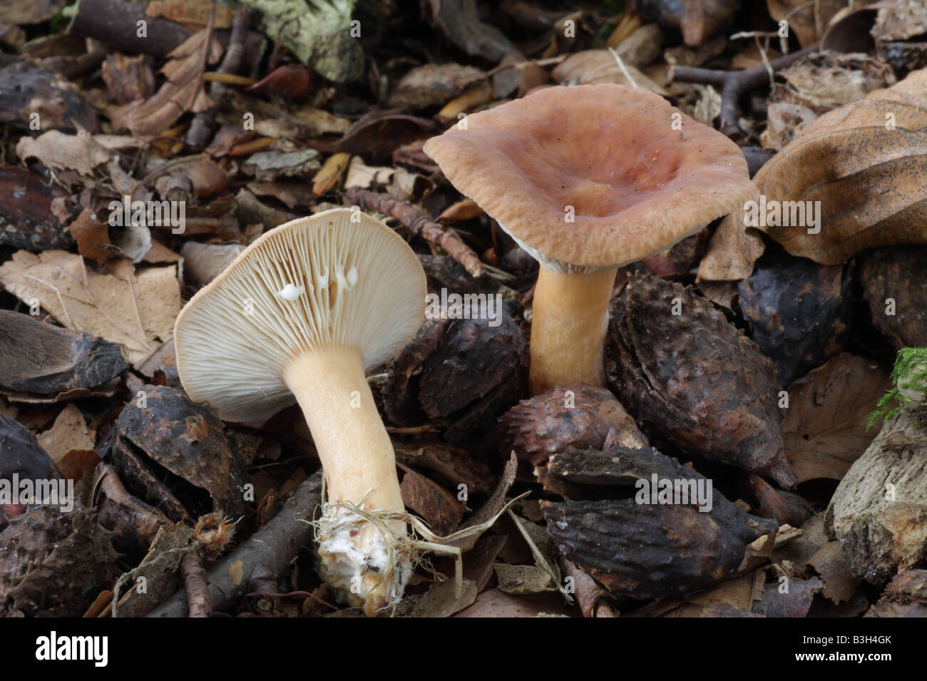 Milde Milkcap - Lactarius subdulcis Stockfoto