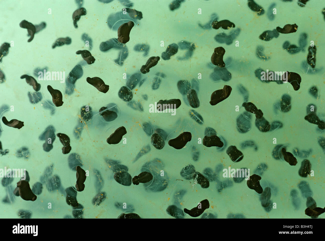 Frosch-Laich von gemeinsamen Frosch Rana Temporaria mit den Embryonen Beginn zu entwickeln Stockfoto