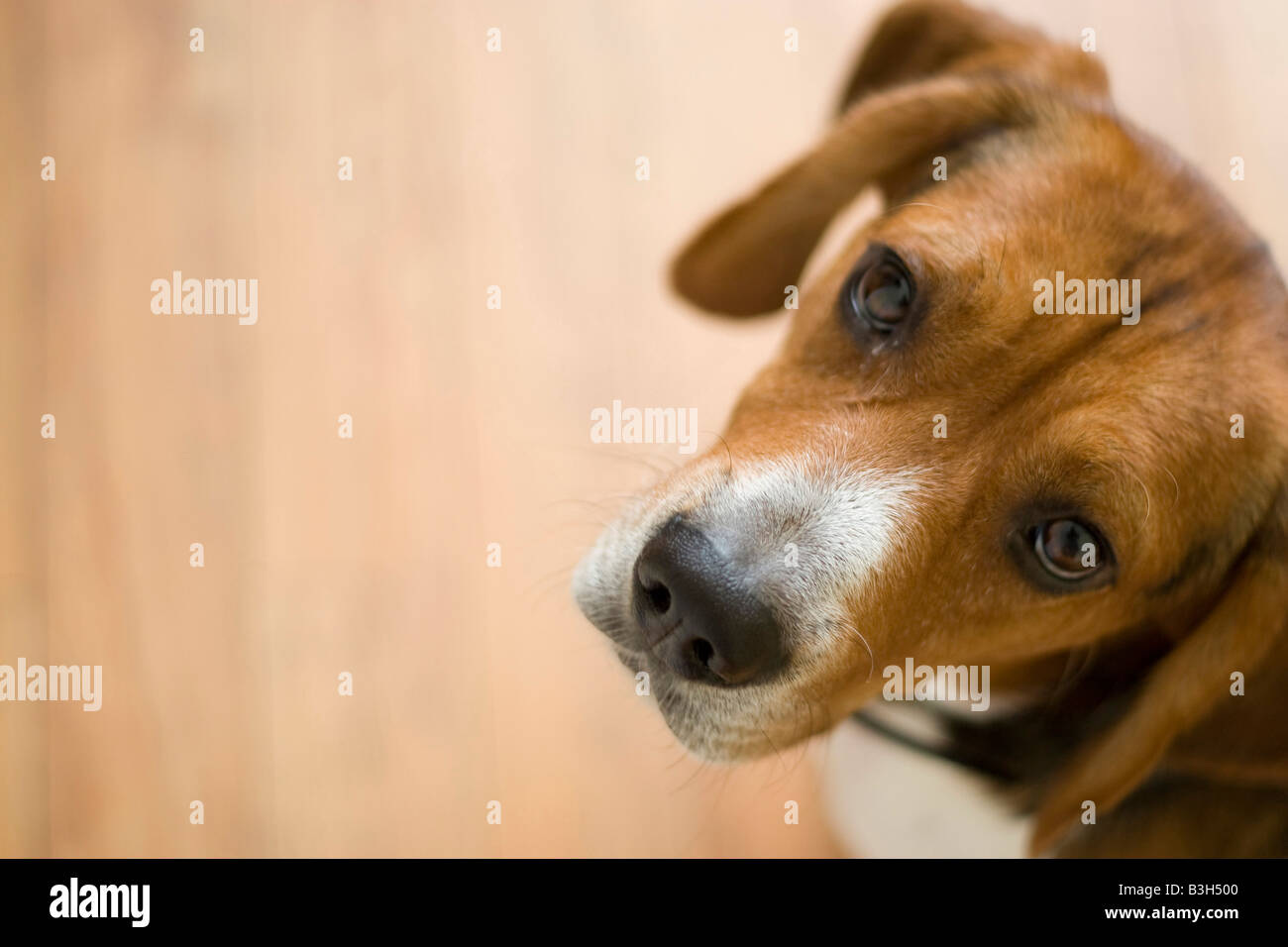Ein süßen reinrassigen Beagle mit allerlei Textfreiraum Stockfoto