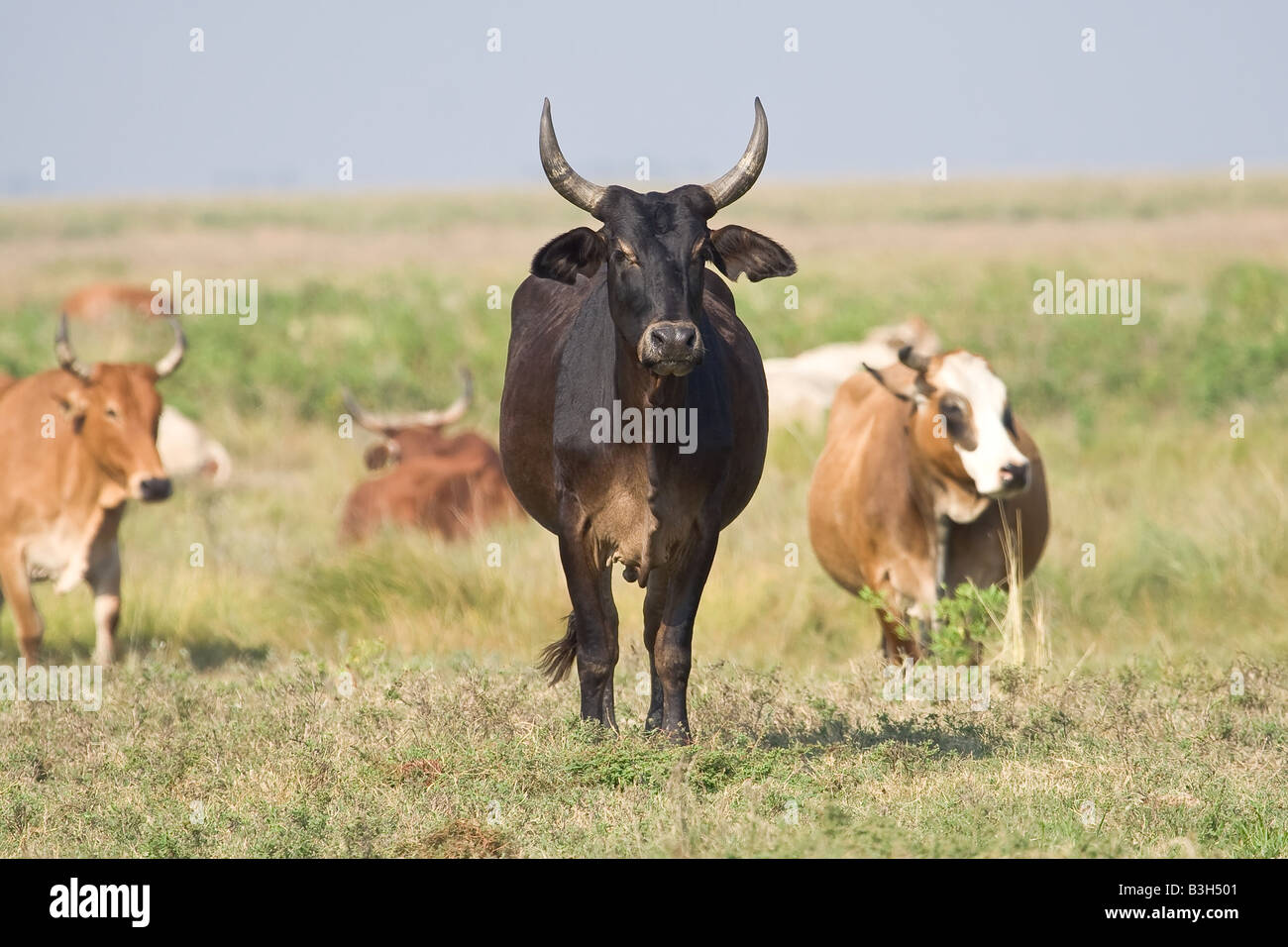 Beweidung im Feld Stockfoto