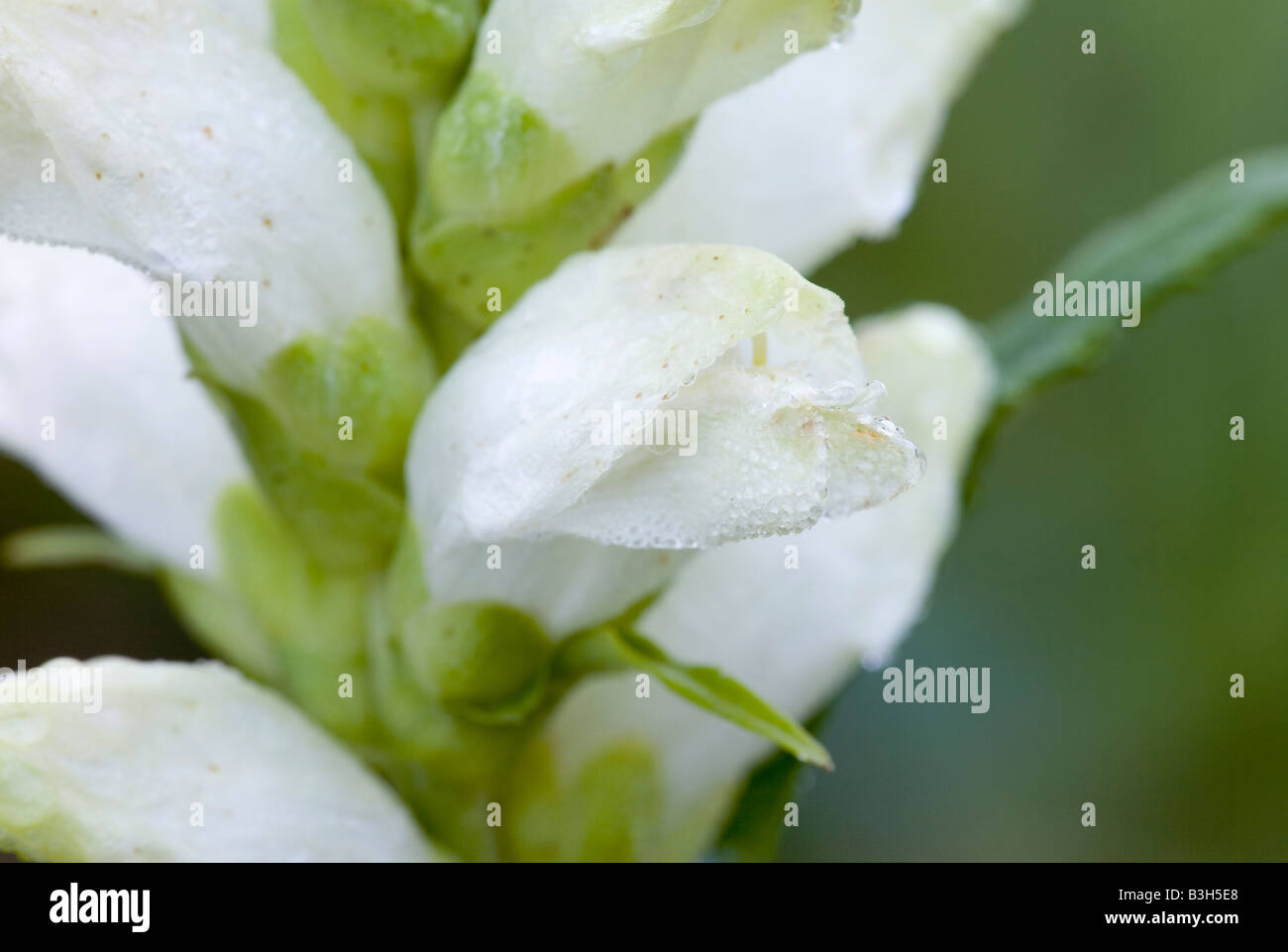 Nektar Glabra; weiße Turtlehead, Balmony, Bitteres Kraut, Codhead, Fischmaul, Shellflower, Snakehead, Schlange Mund, Turtlebloom Stockfoto