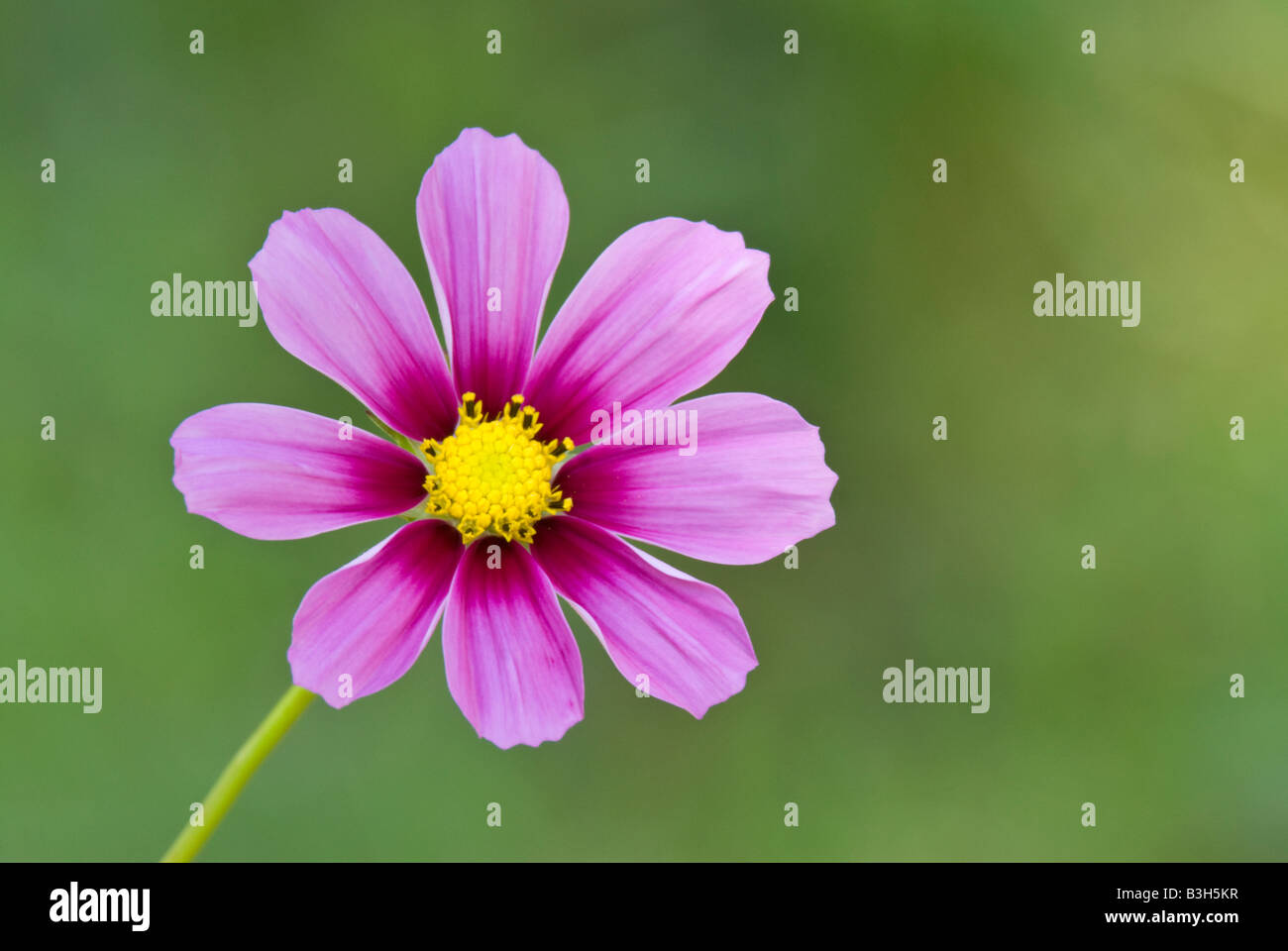 Kosmos Blüte Cosmos bipinnatus Stockfoto