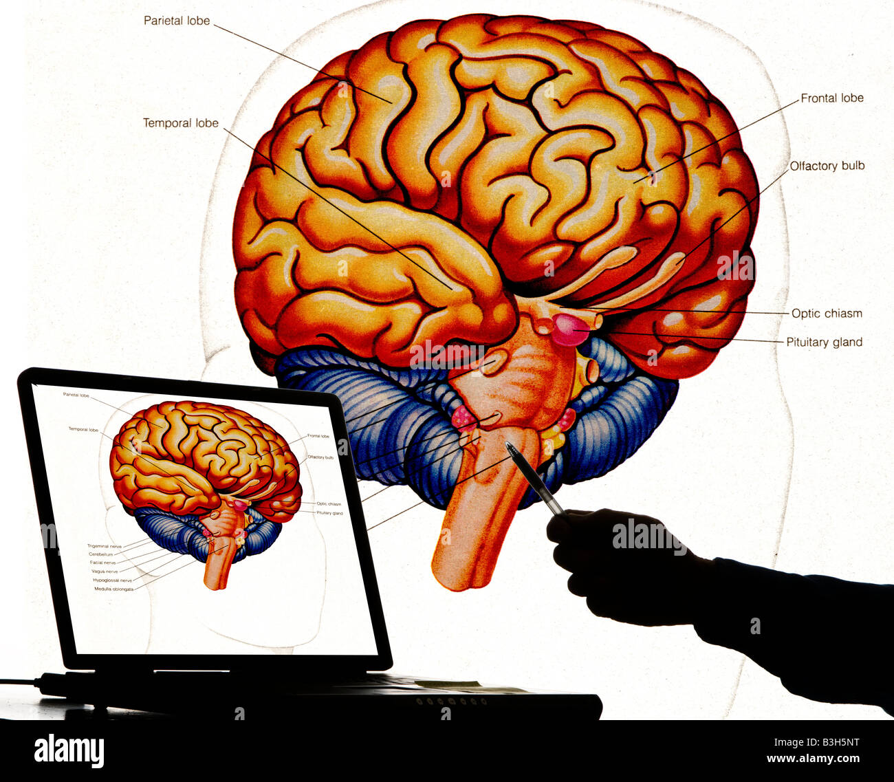 Hand auf Computer generiert Gehirn Abbildung Stockfoto