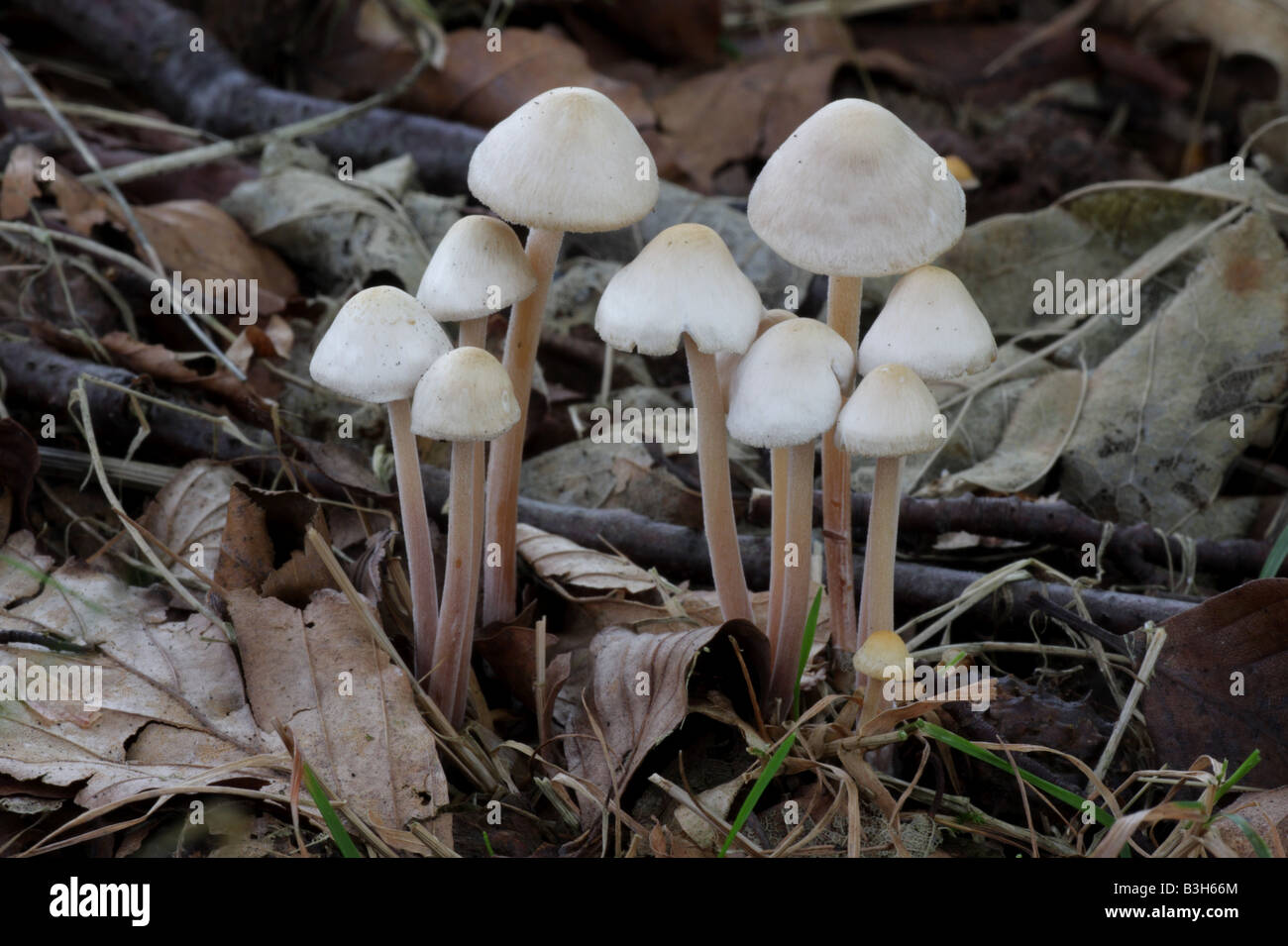 Gruppierten Toughshank - Collybia confluens Stockfoto