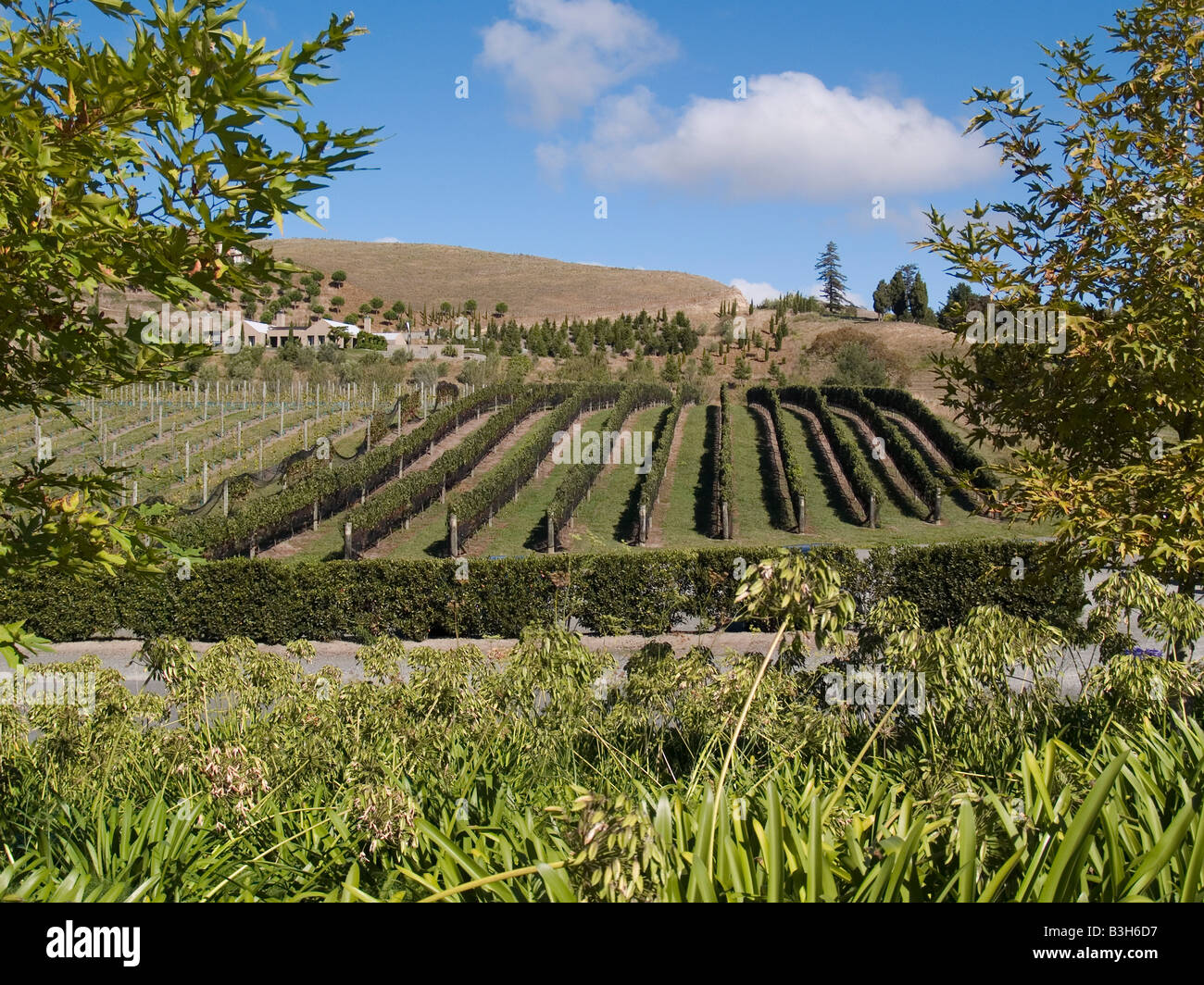 Reihen von Weinreben auf Black Barn Weinberg Weingut Hawkes Bay Neuseeland Stockfoto