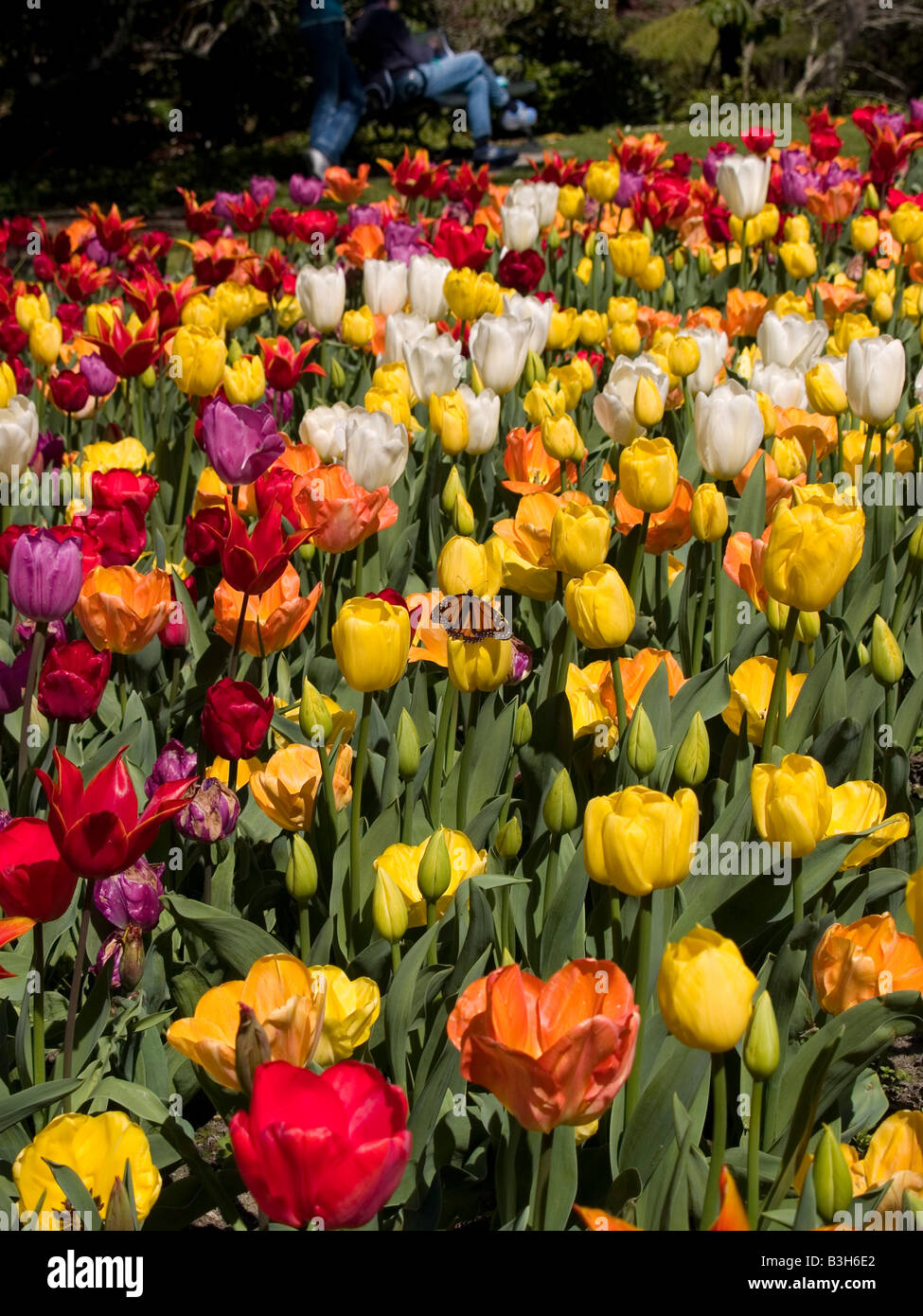 Bett-Anzeige der bunte Tulpen mit Monarch-Schmetterling Stockfoto