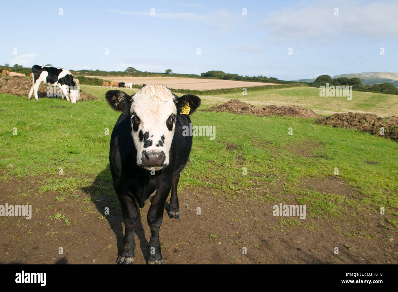 Kornische Heffers Stockfoto