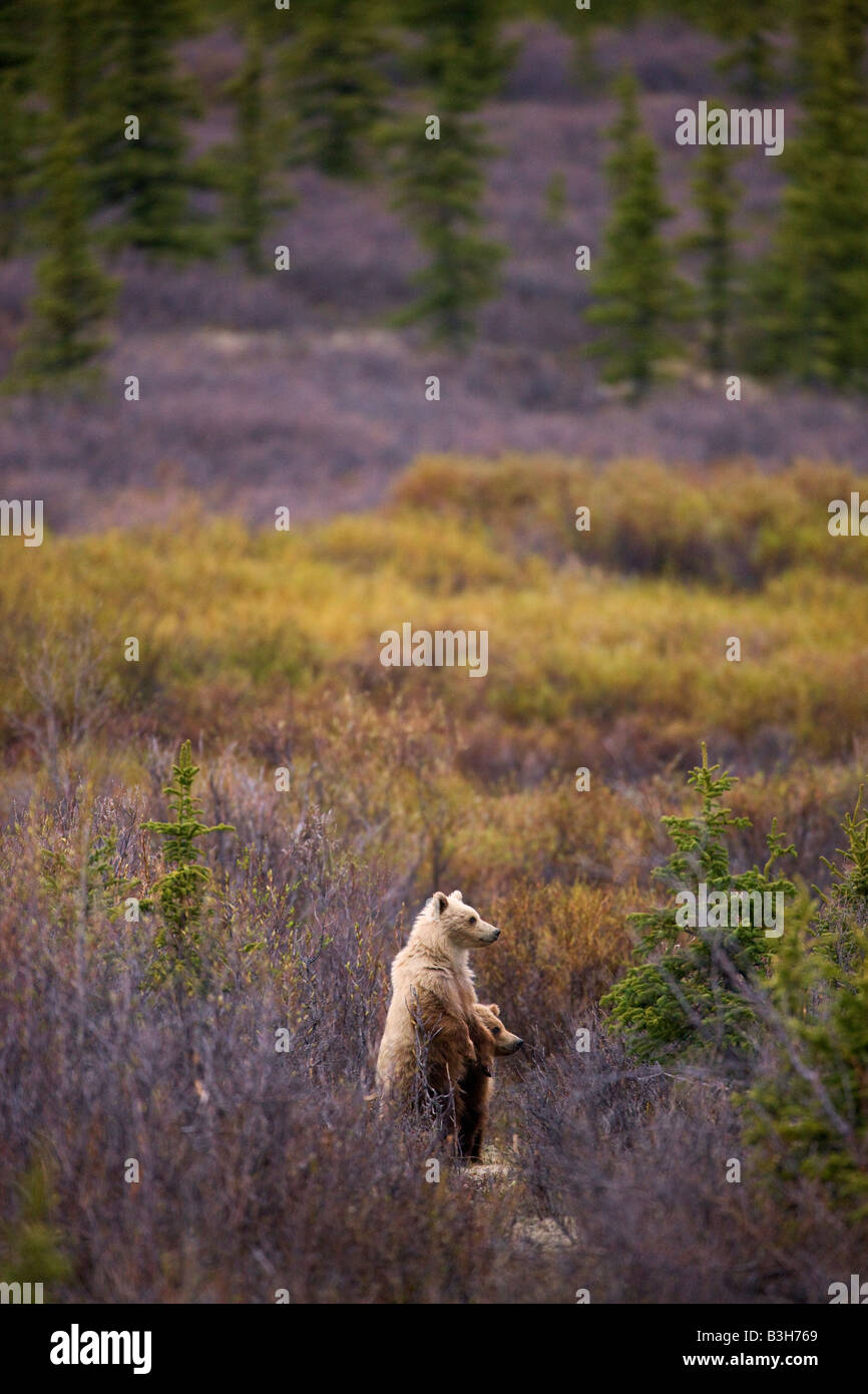 Grizzly Bären Denali Nationalpark Alaska Stockfoto