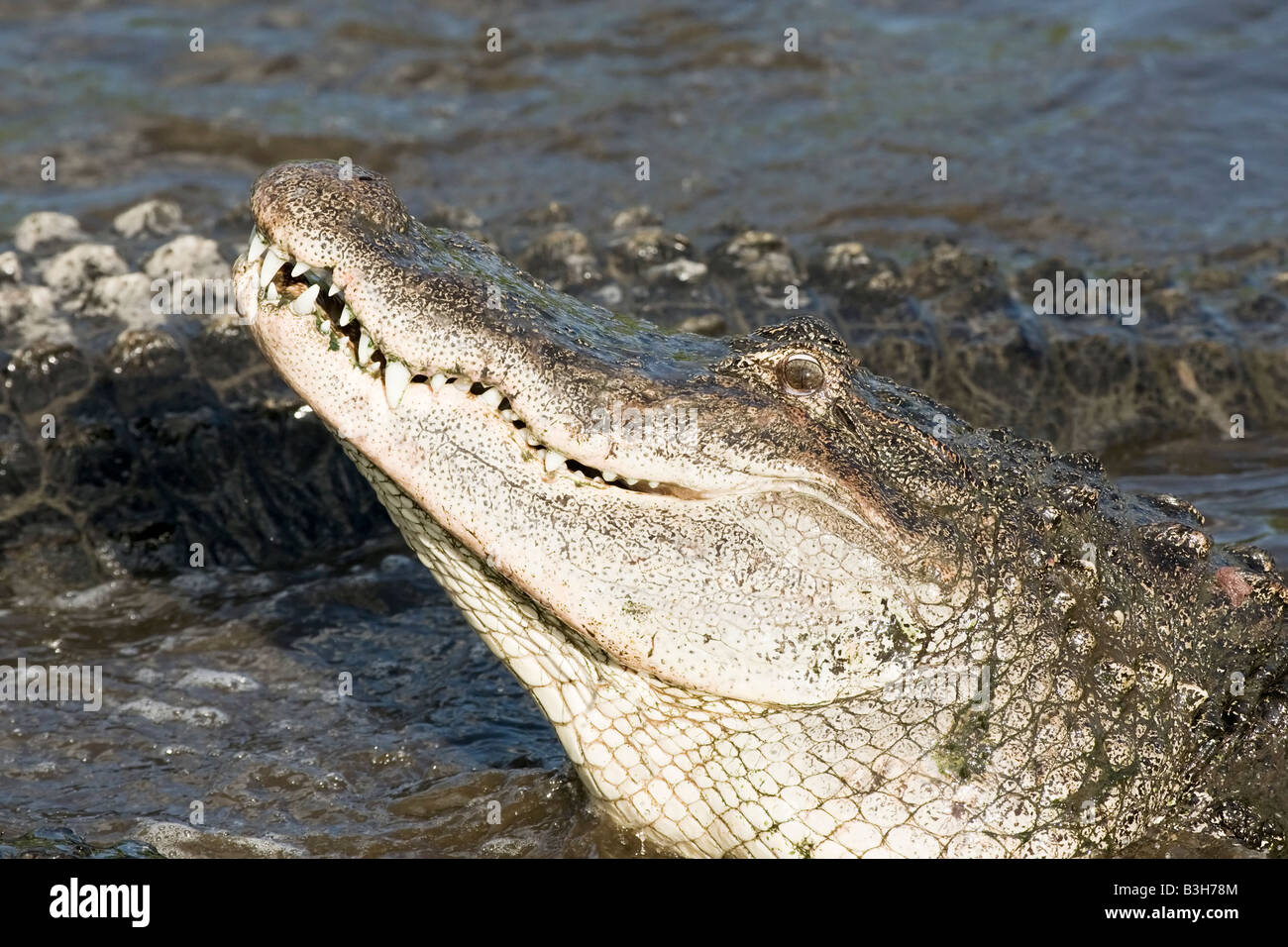 Eine Nahaufnahme des Kopfes ein amerikanischer Alligator Stockfoto
