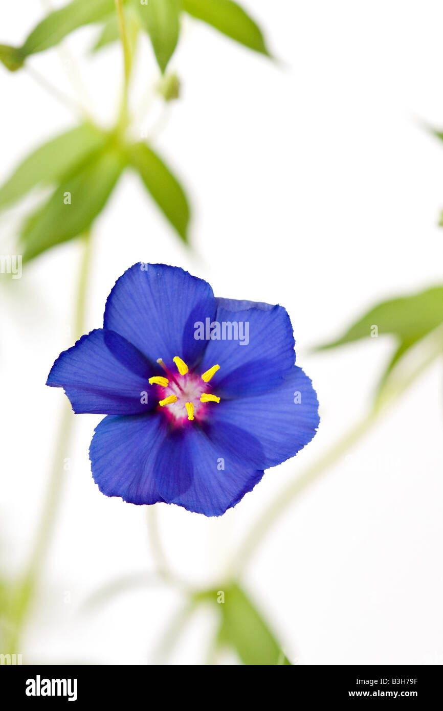 Die anagallis monellii kylover' oder Blau Pimpernel Pflanze in Blüte vor einem weißen Hintergrund Stockfoto