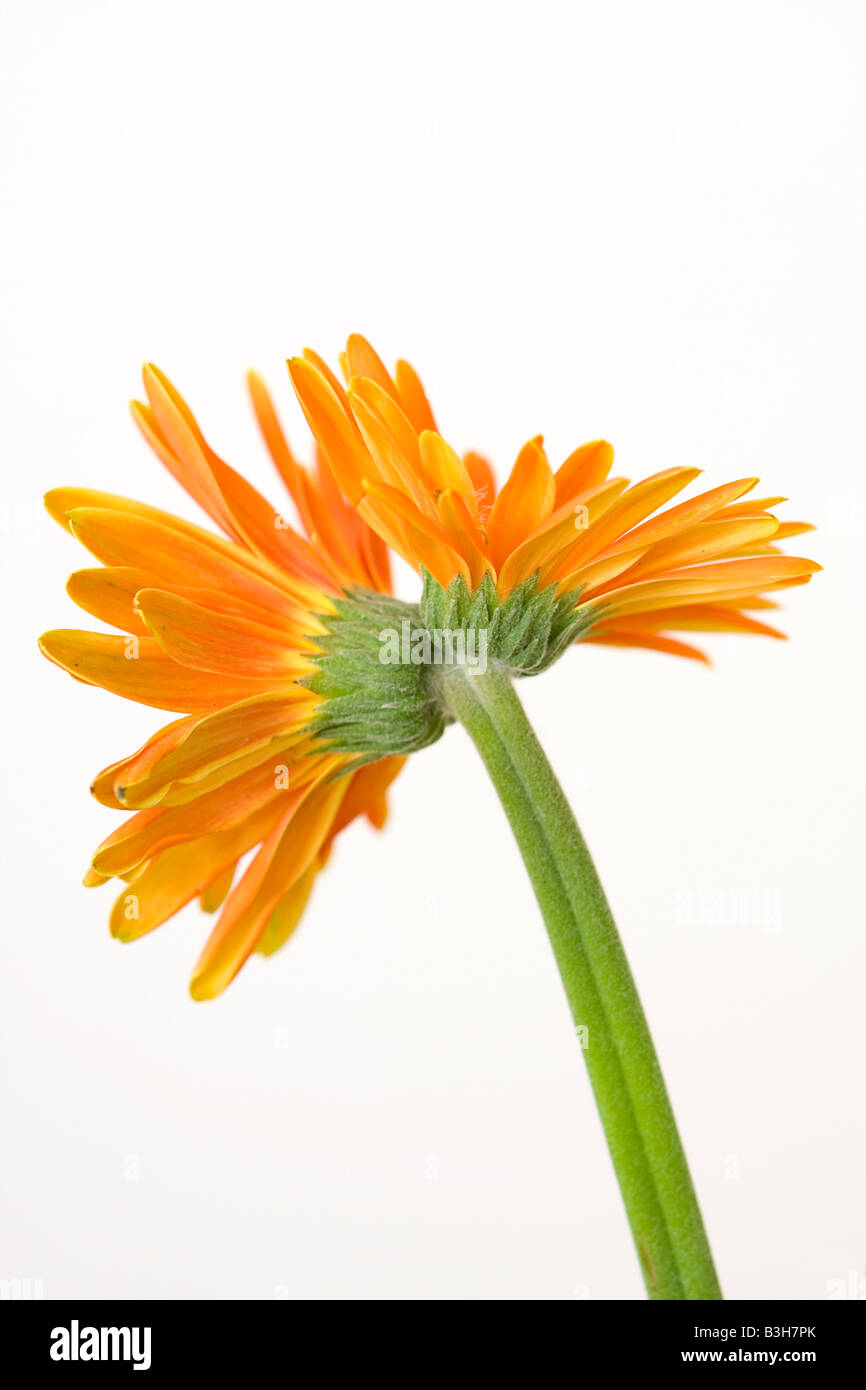 Doppelte Leitung orange Gerbera Blume Stockfoto