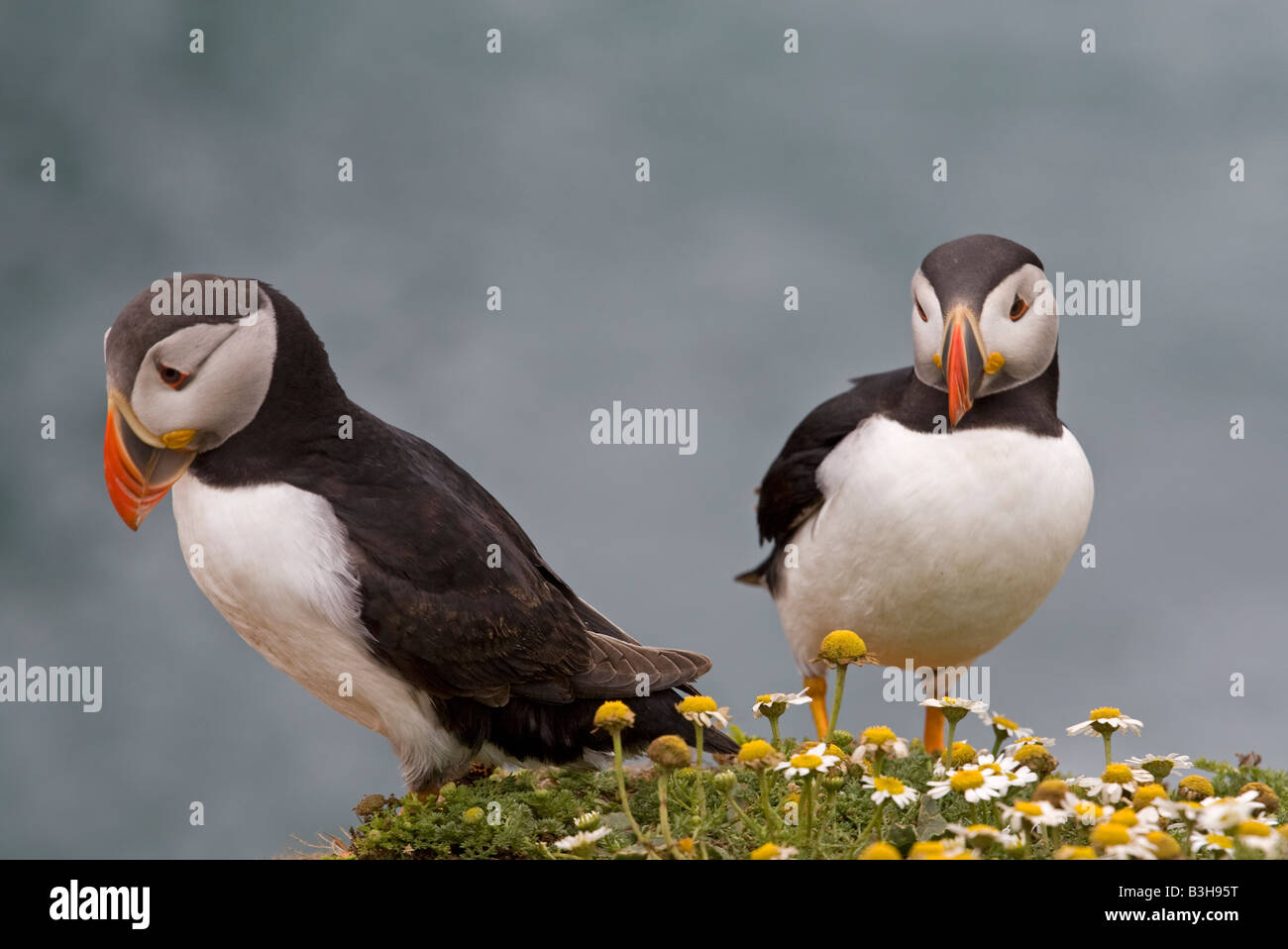 Paar der atlantischen Papageientaucher Skomer Island West wales Stockfoto