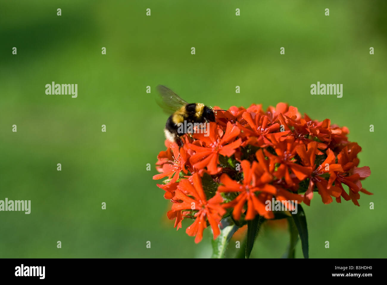 gestreifte zottigen Hummel bestäuben die rote Blume Stockfoto
