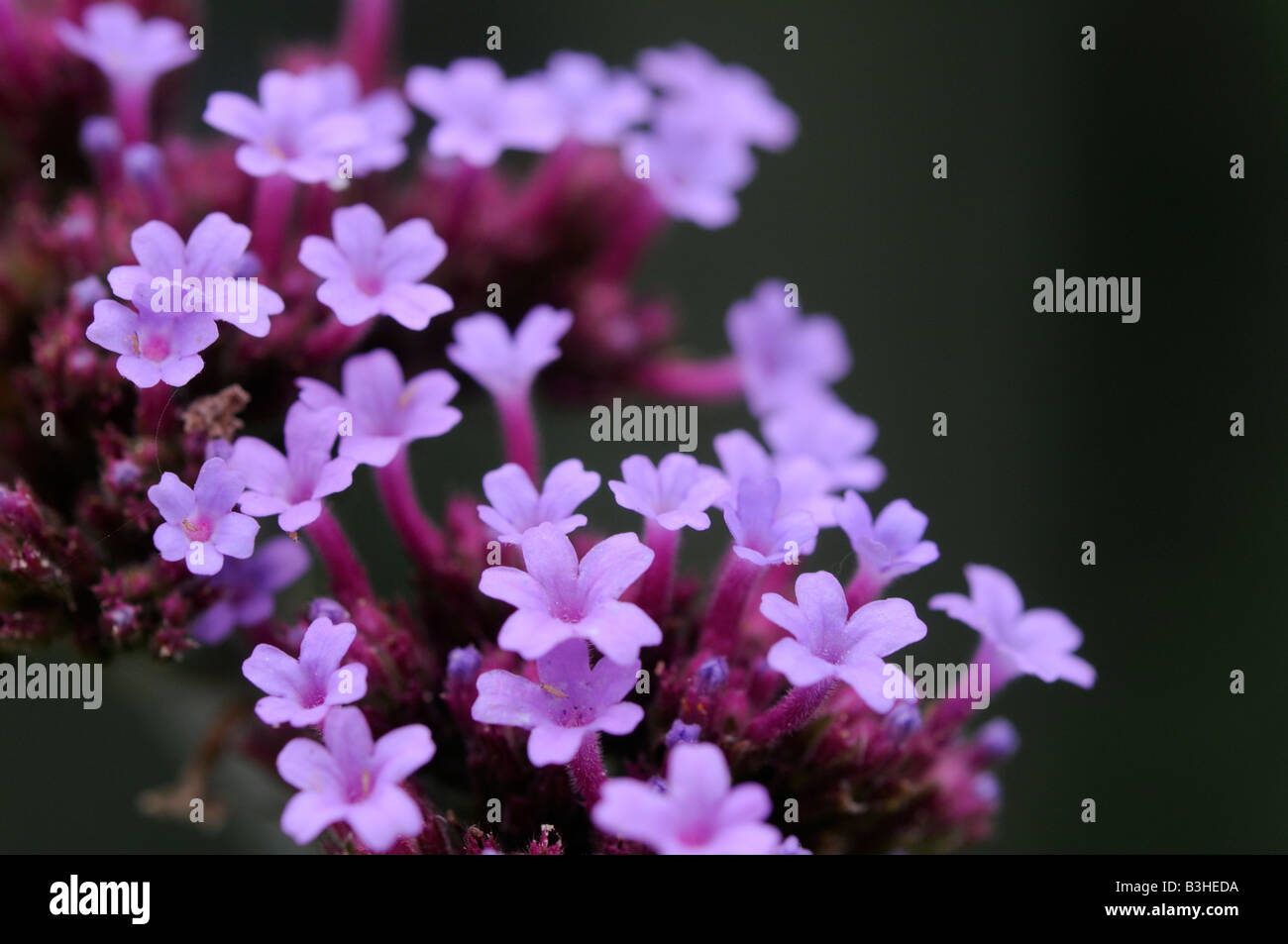 Verbena Bonariensis Stockfoto