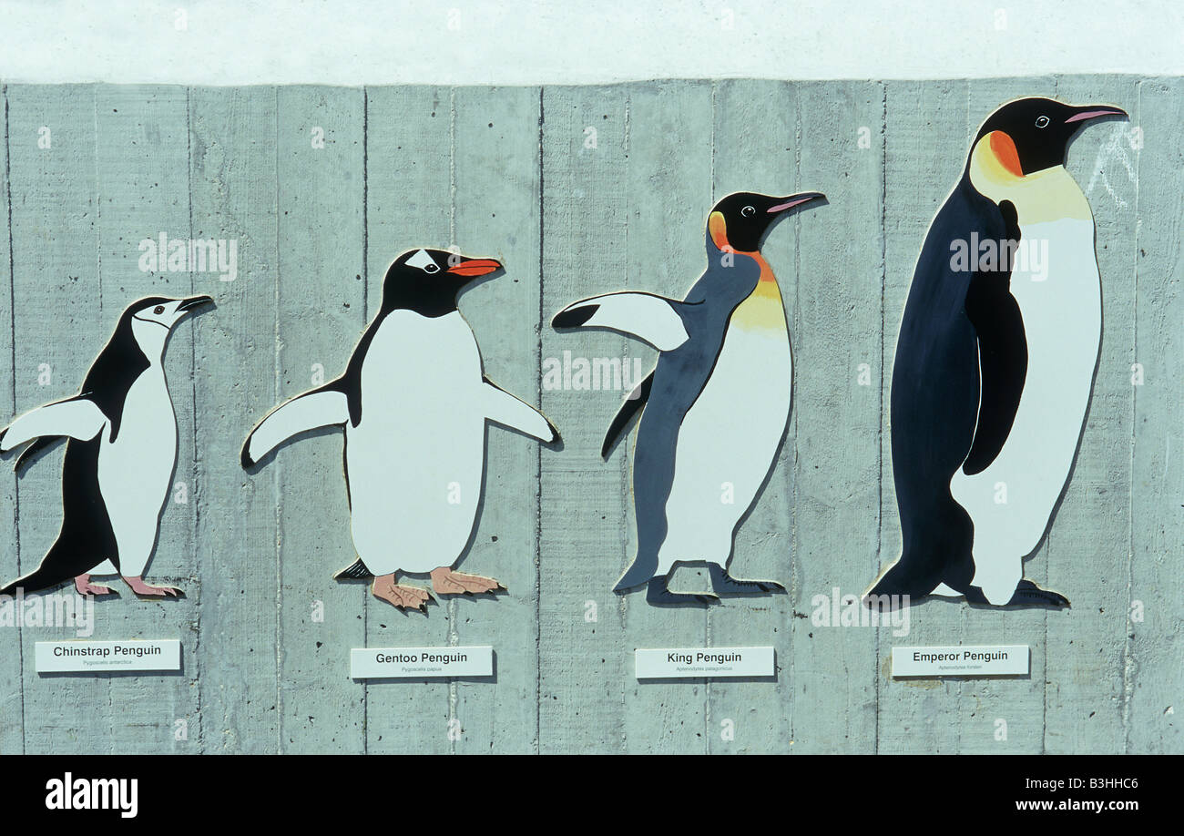 Vergleich-Größe der Pinguinarten Stockfotografie - Alamy