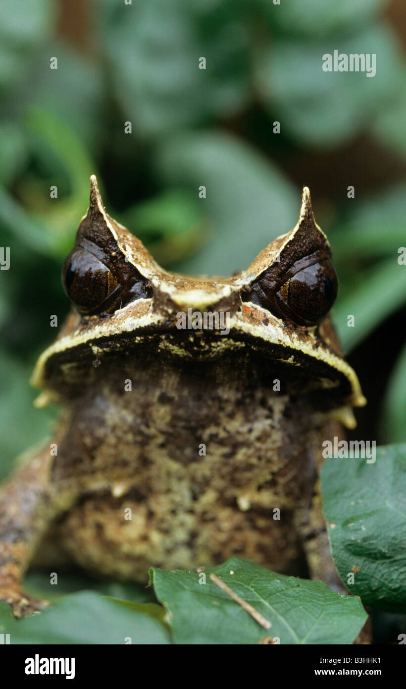 Asiatische gehörnten Frosch Megaphrys Nasuta Kopf zeigen Horn über jedem Auge Stockfoto