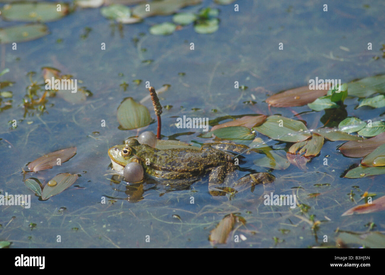 Marsh Frog Rana Ridibunda quaken gehen Wasser in Surrey Teich Großbritannien Stockfoto