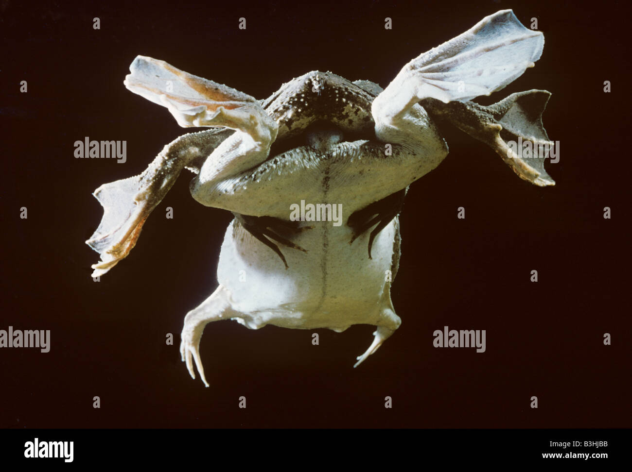 Surinam Kröten Pipa Pipa in Amplexus mit männlichen Reiten auf weiblich Stockfoto