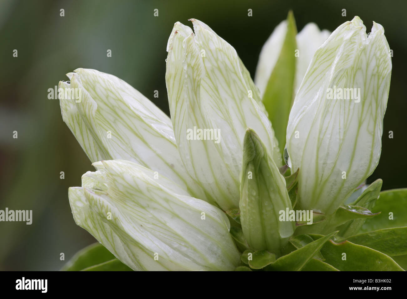 Gentiana Alba; Trivialnamen: blass schlicht Enzian, Creme Enzian, gelber Enzian, Enzian, gelblicher Enzian Stockfoto