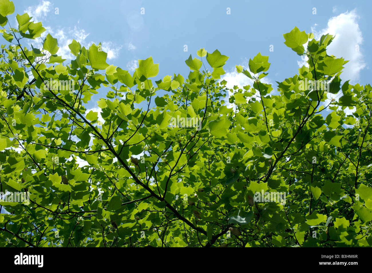 Amerikanischer Tulpenbaum Stockfoto