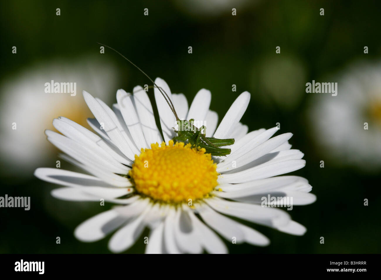 Heuschrecke auf Gänseblümchen Stockfoto