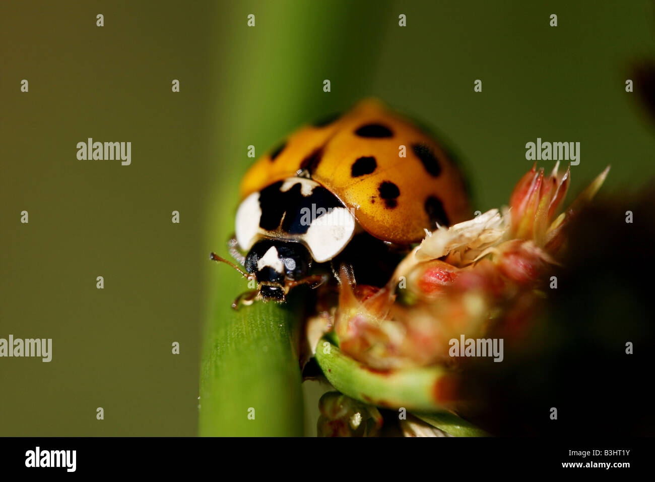 Fliegende marienkäfer -Fotos und -Bildmaterial in hoher Auflösung – Alamy