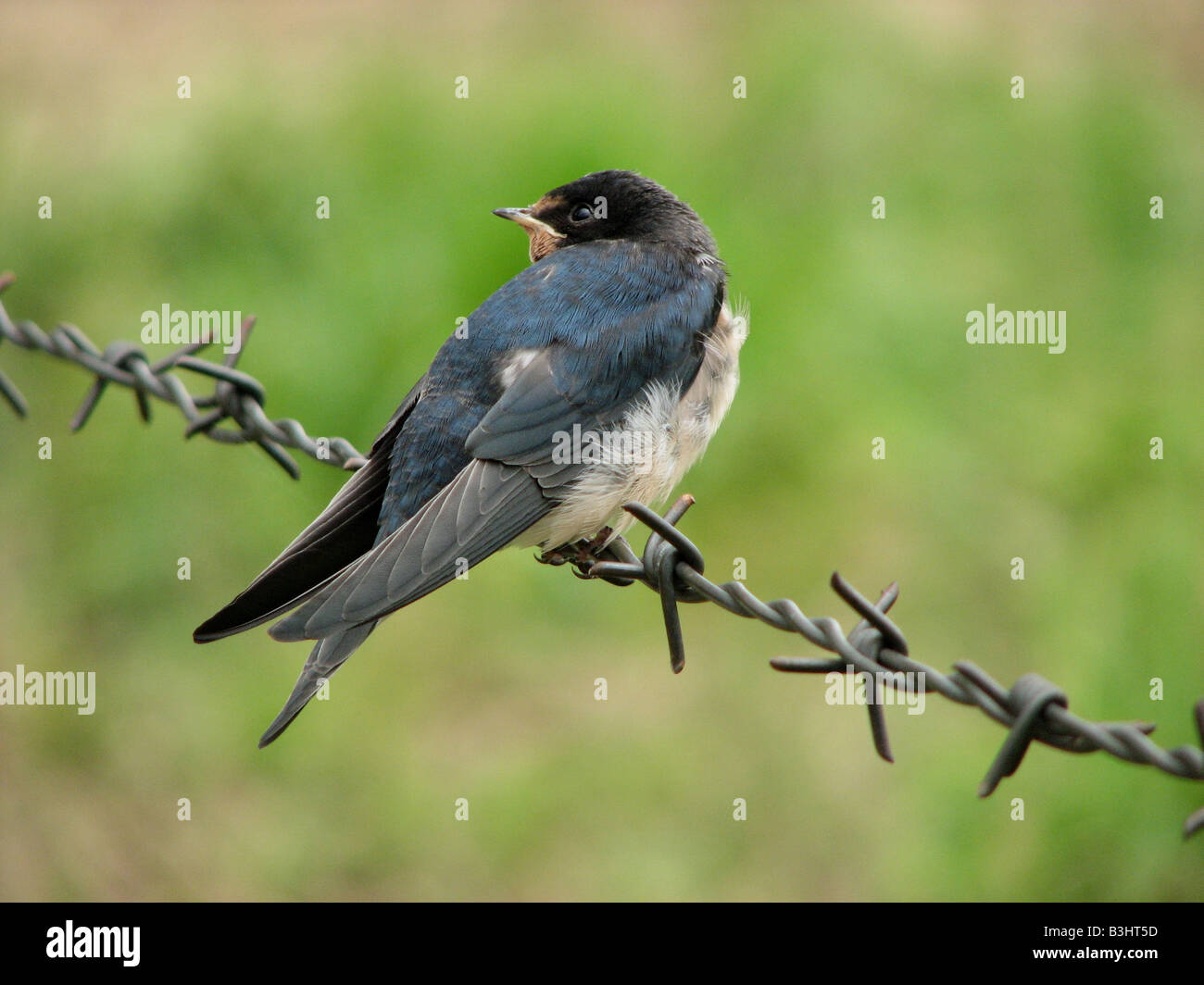 junge Schwalbe Stockfoto