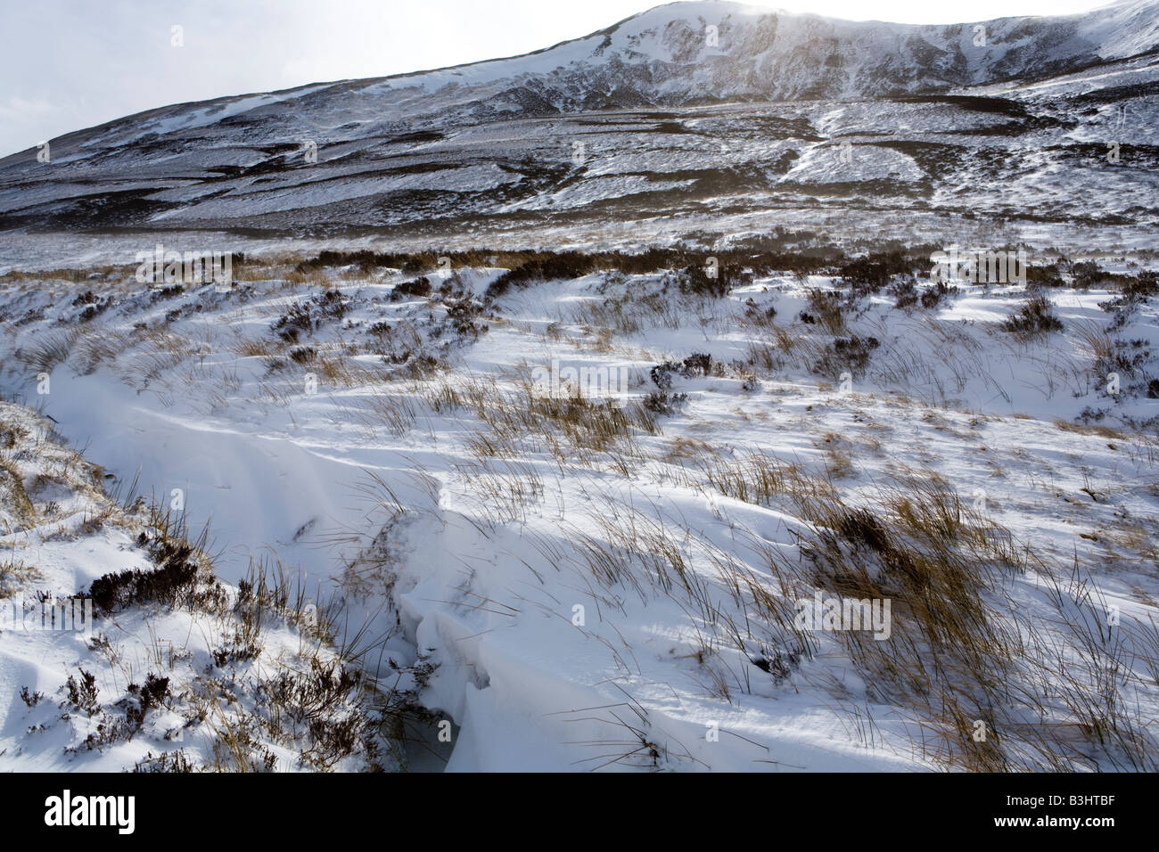 Schilf zeigt durch Wind geblasen Schnee in Glen Clunie, südlich von Braemar, Aberdeenshire, Schottland Stockfoto
