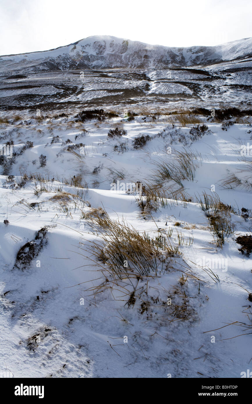 Schilf zeigt durch Wind geblasen Schnee in Glen Clunie, südlich von Braemar, Aberdeenshire, Schottland Stockfoto